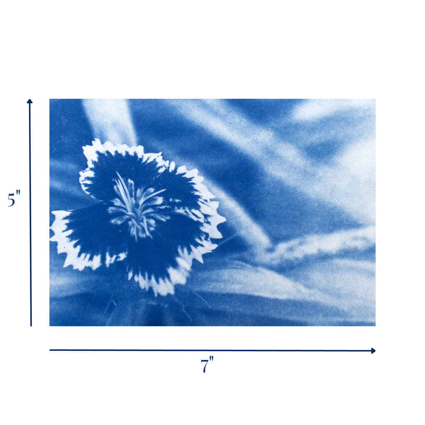 blue-sweet-william-flowers