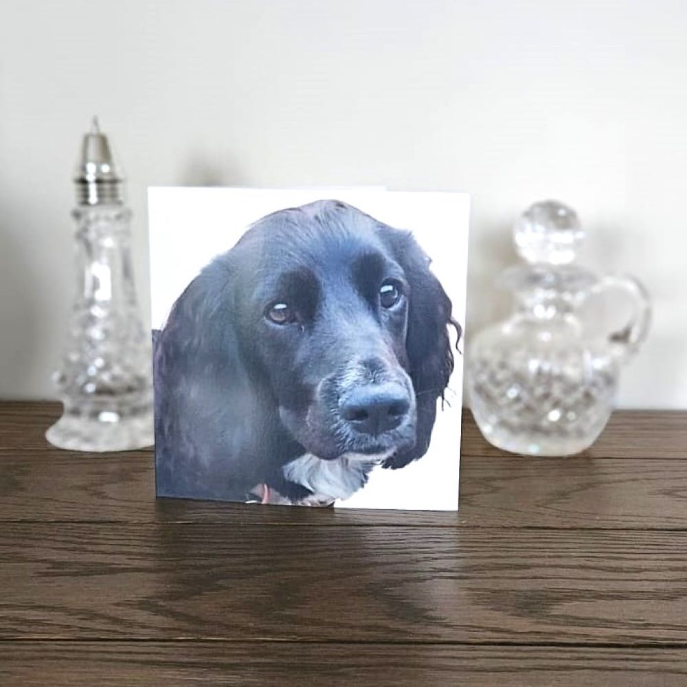 dog-thank-you-cards