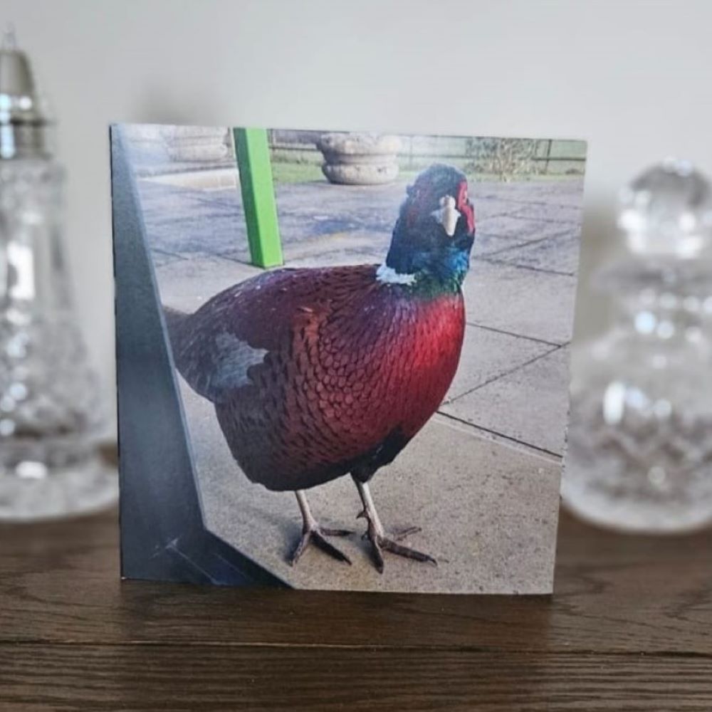 bird-birthday-cards