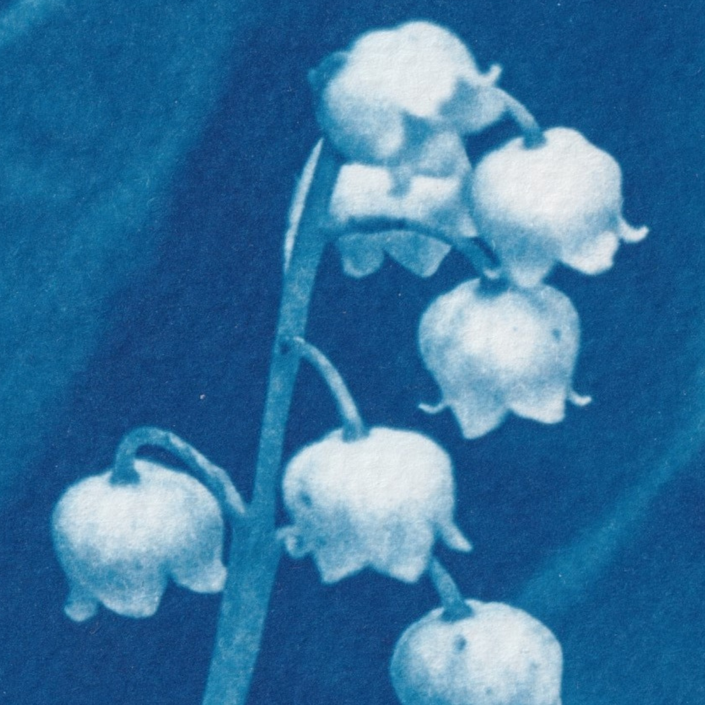 birthday-flowers