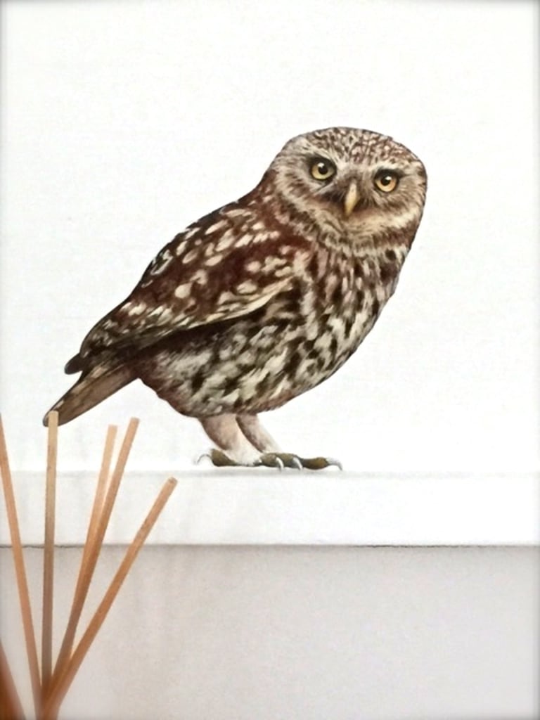 little-owl-decal
