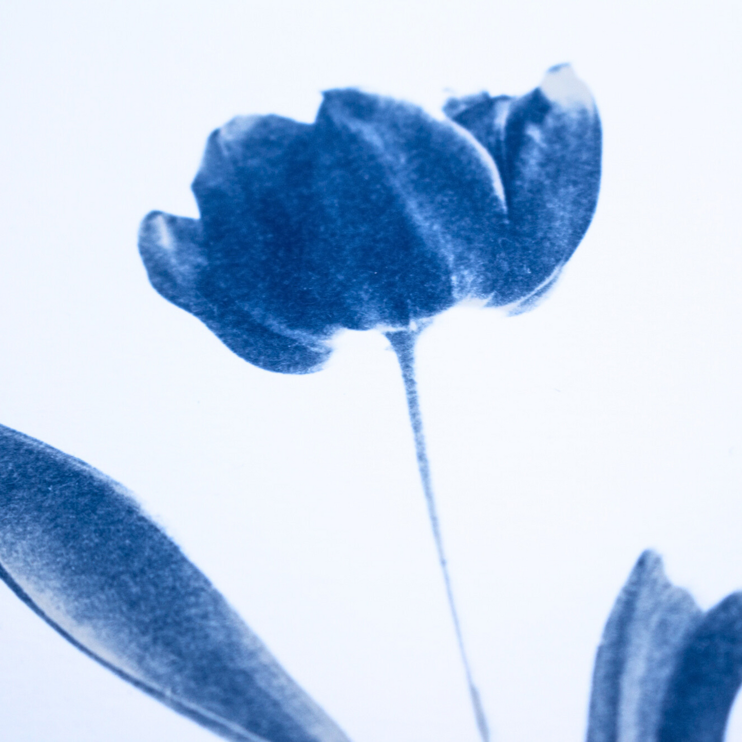 white-tulip