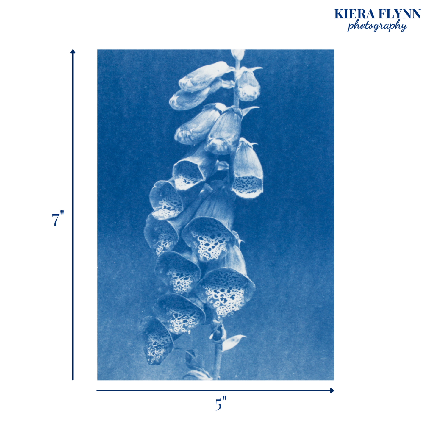 foxglove-gifts