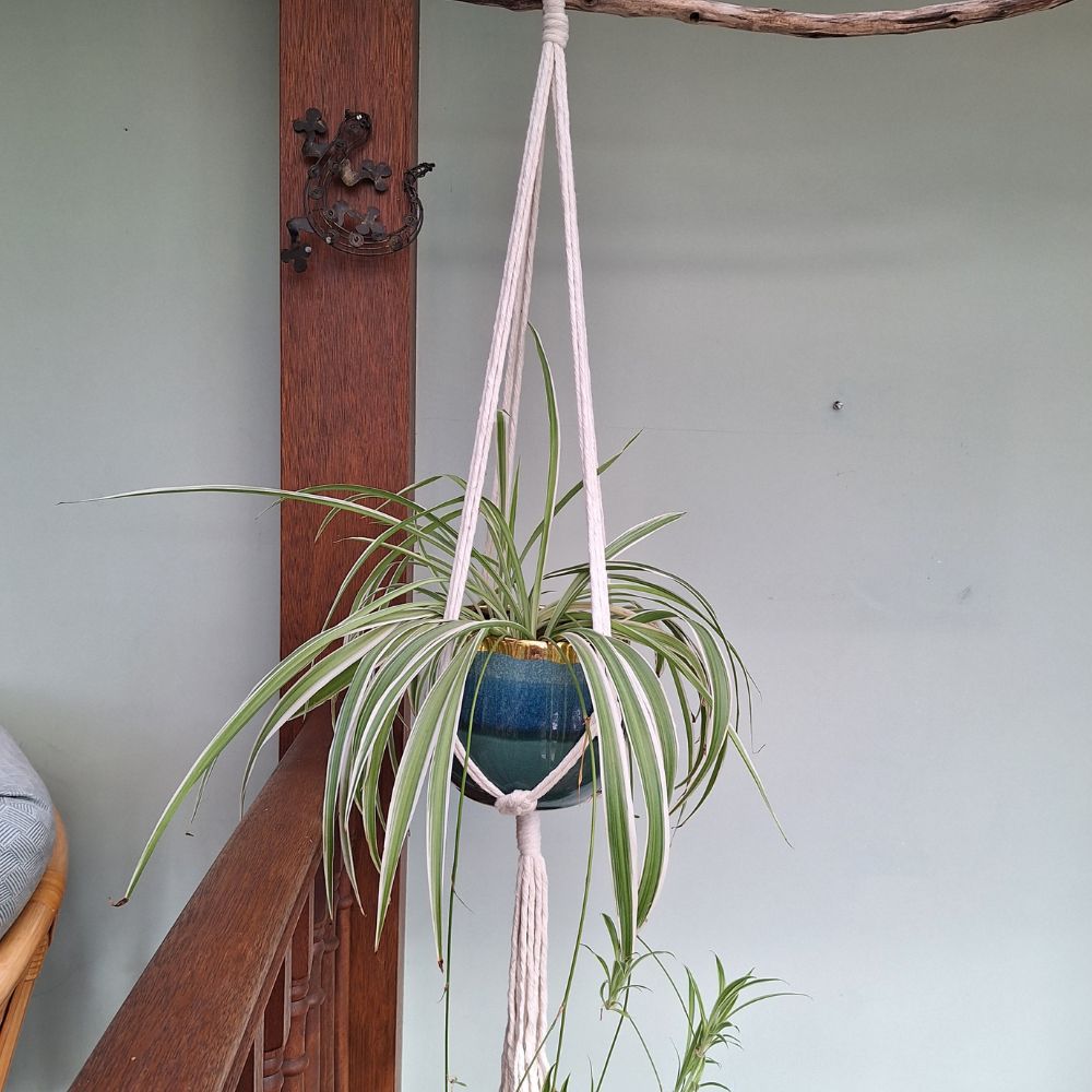 plant-hangers