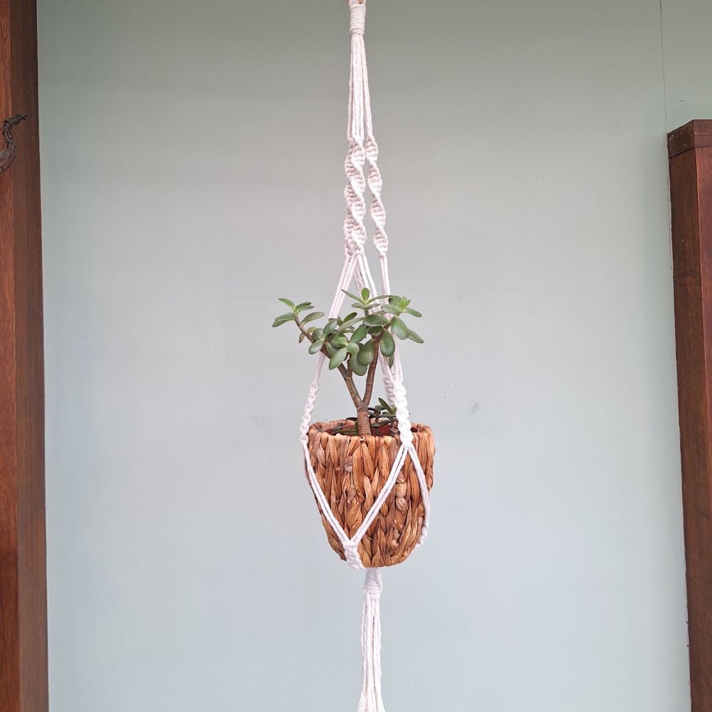 plant-hangers