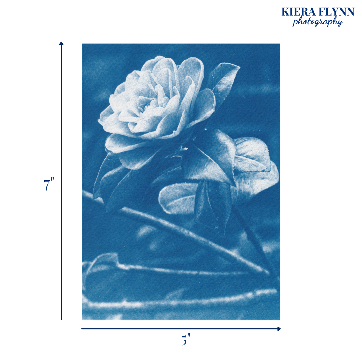 cyanotype-prints