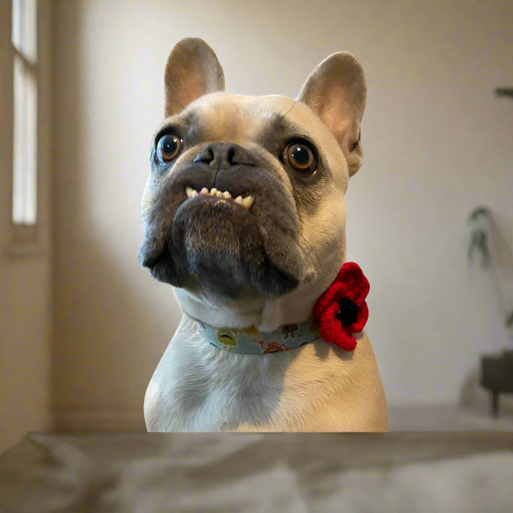 poppy dog tag