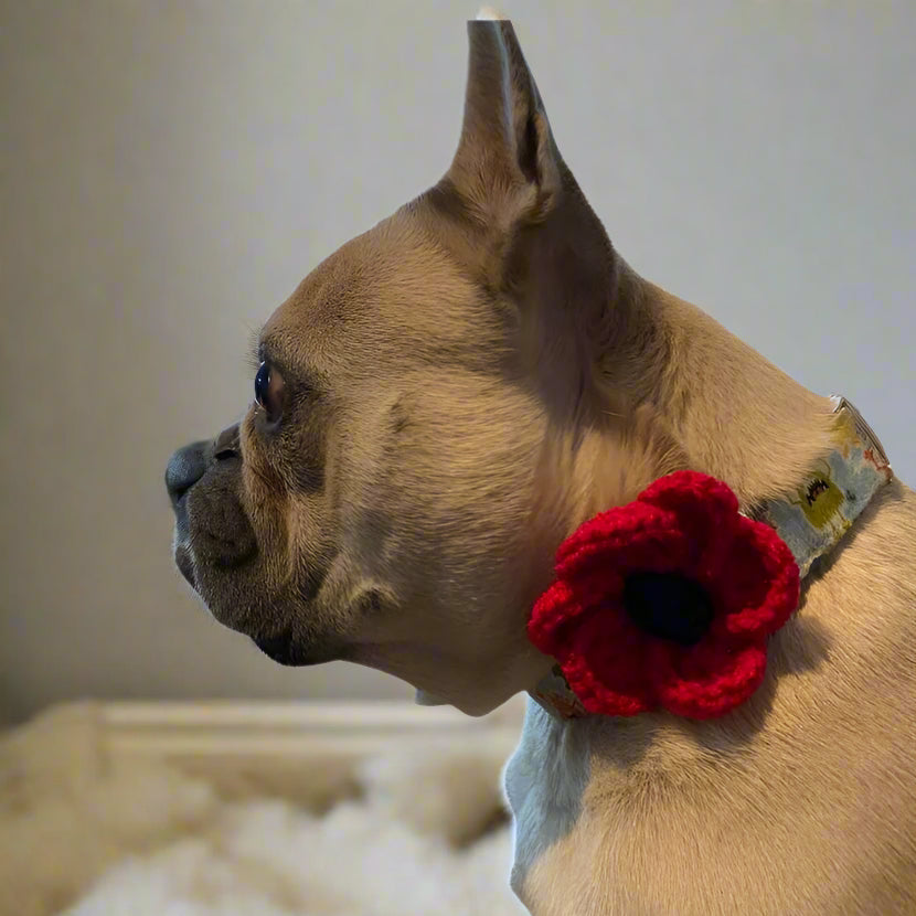 poppy dog tag
