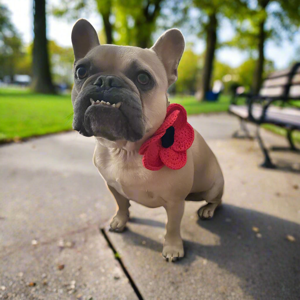 poppy dog tag