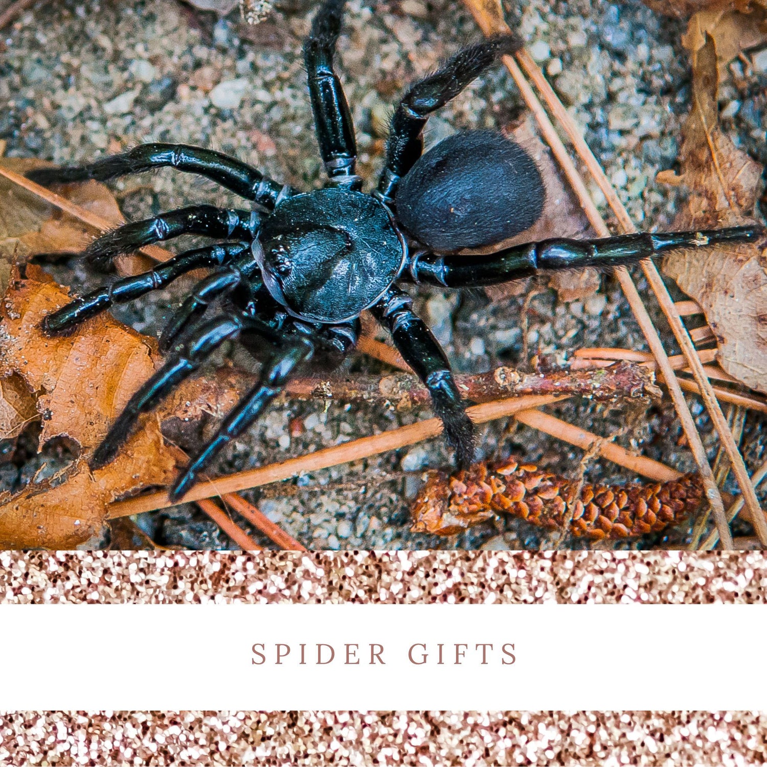Spider Gifts