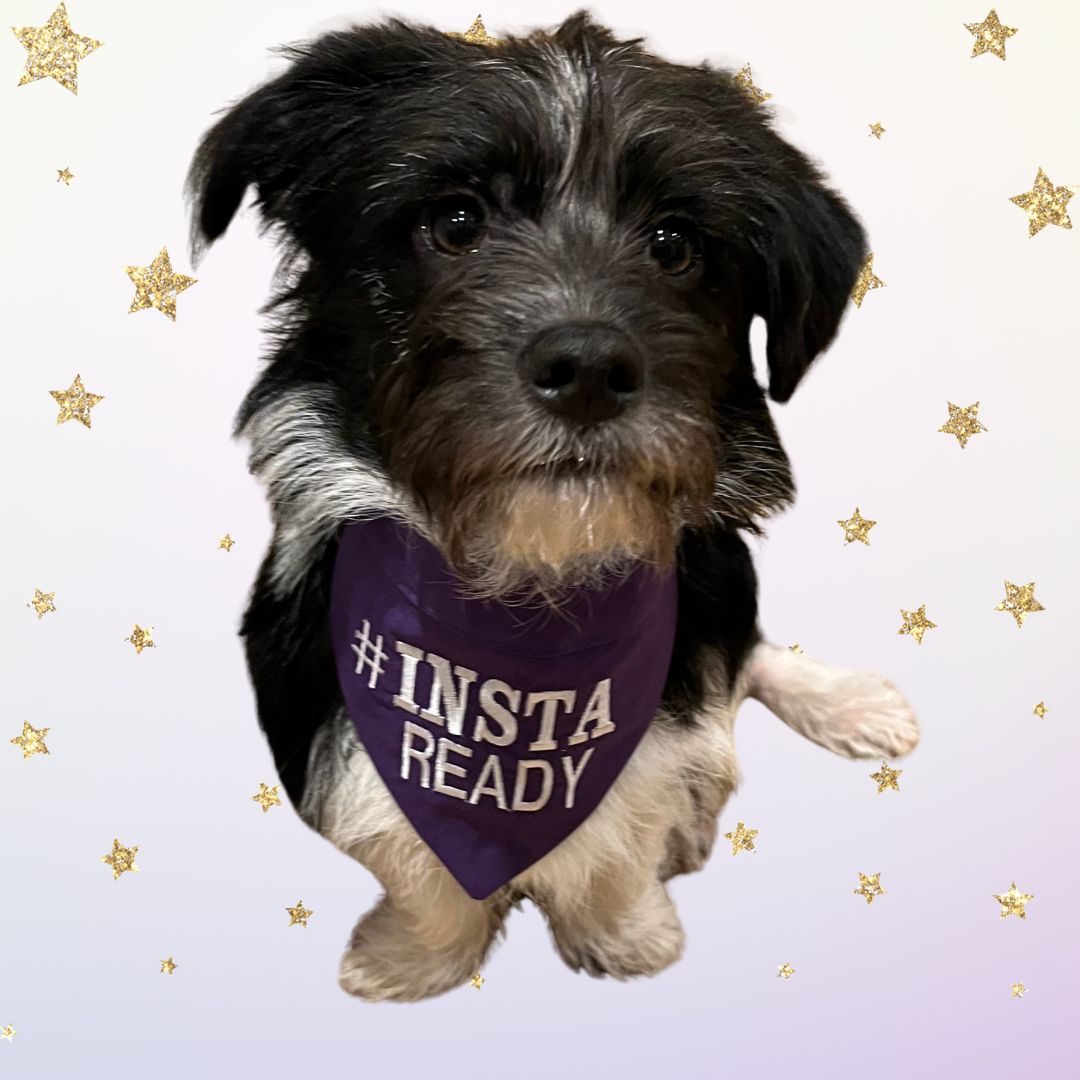 personalised dog bandannas