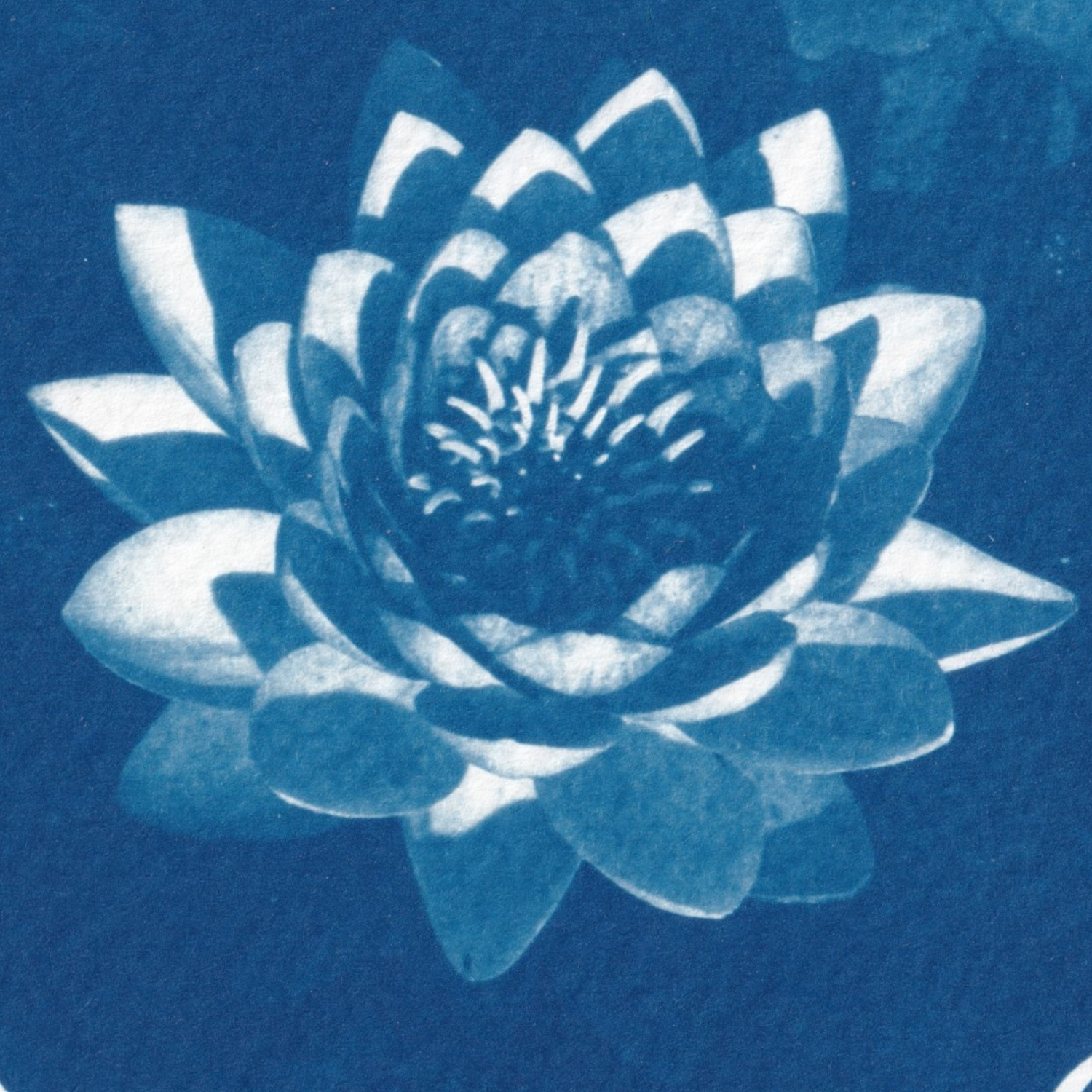 july-birth-flower