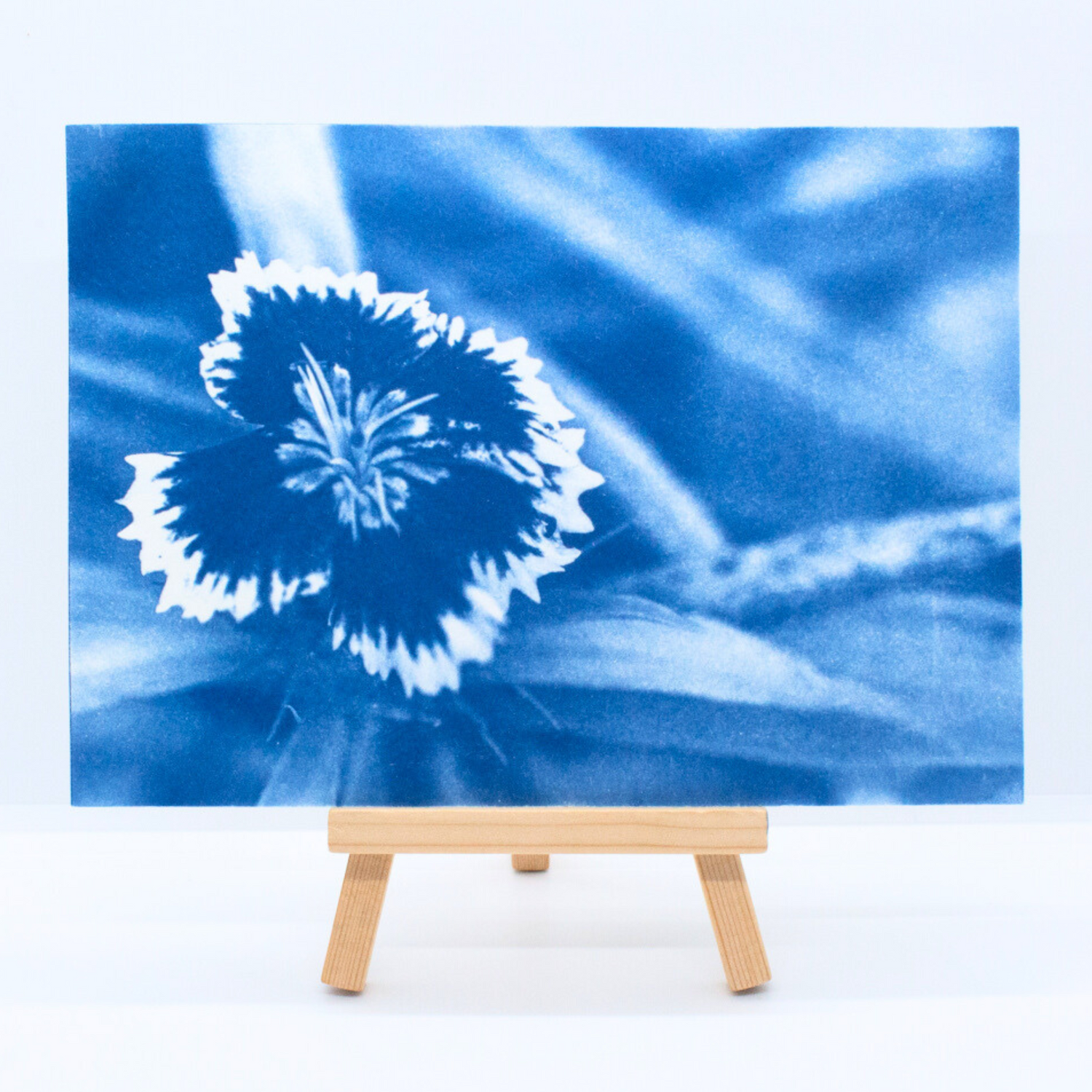 blue-sweet-william-flowers