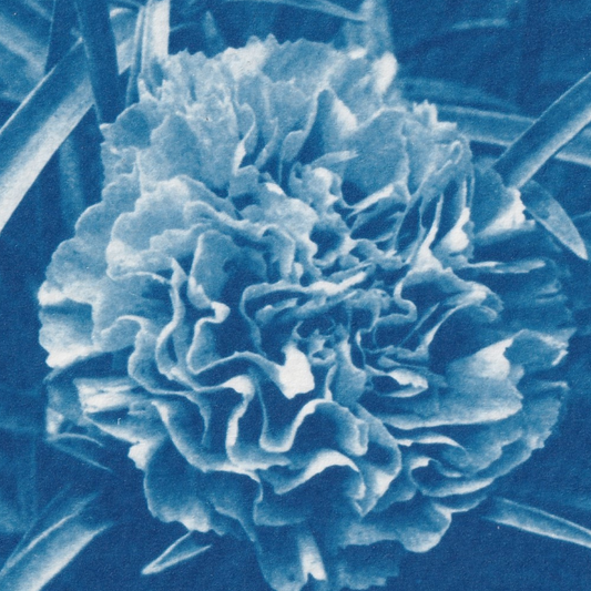 january-birth-flower