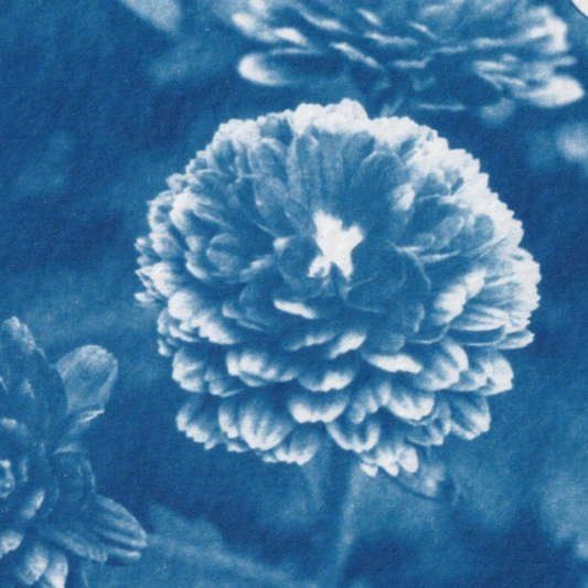 chrysanthemum-flower