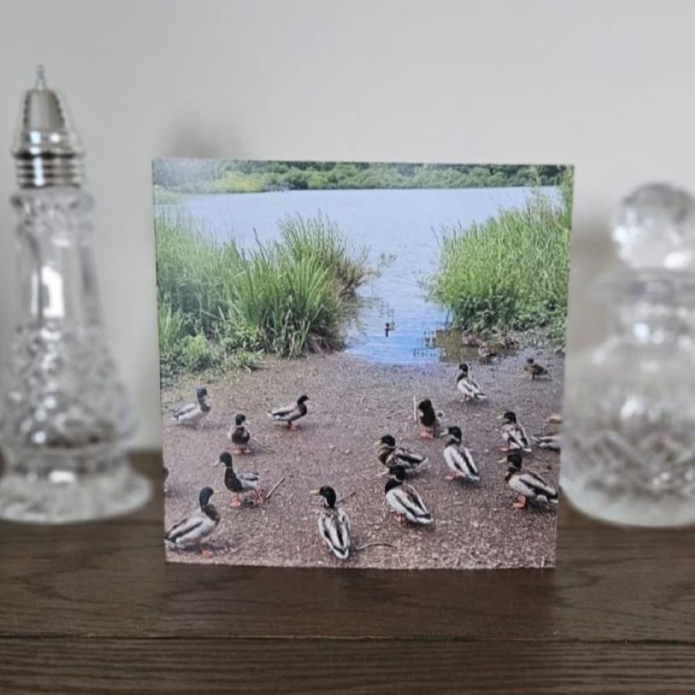 bird-birthday-cards