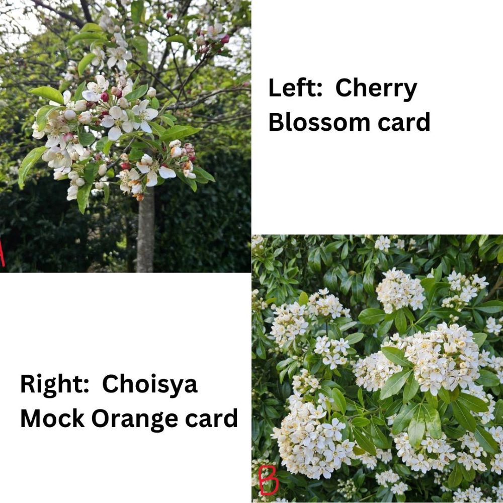 beautiful flower birthday cards