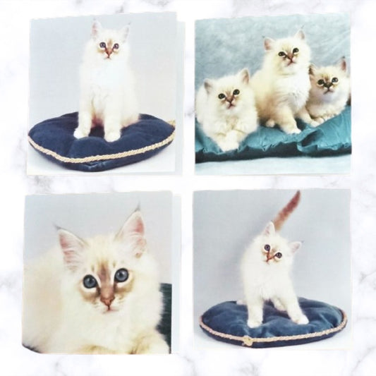 birman-cat-cards