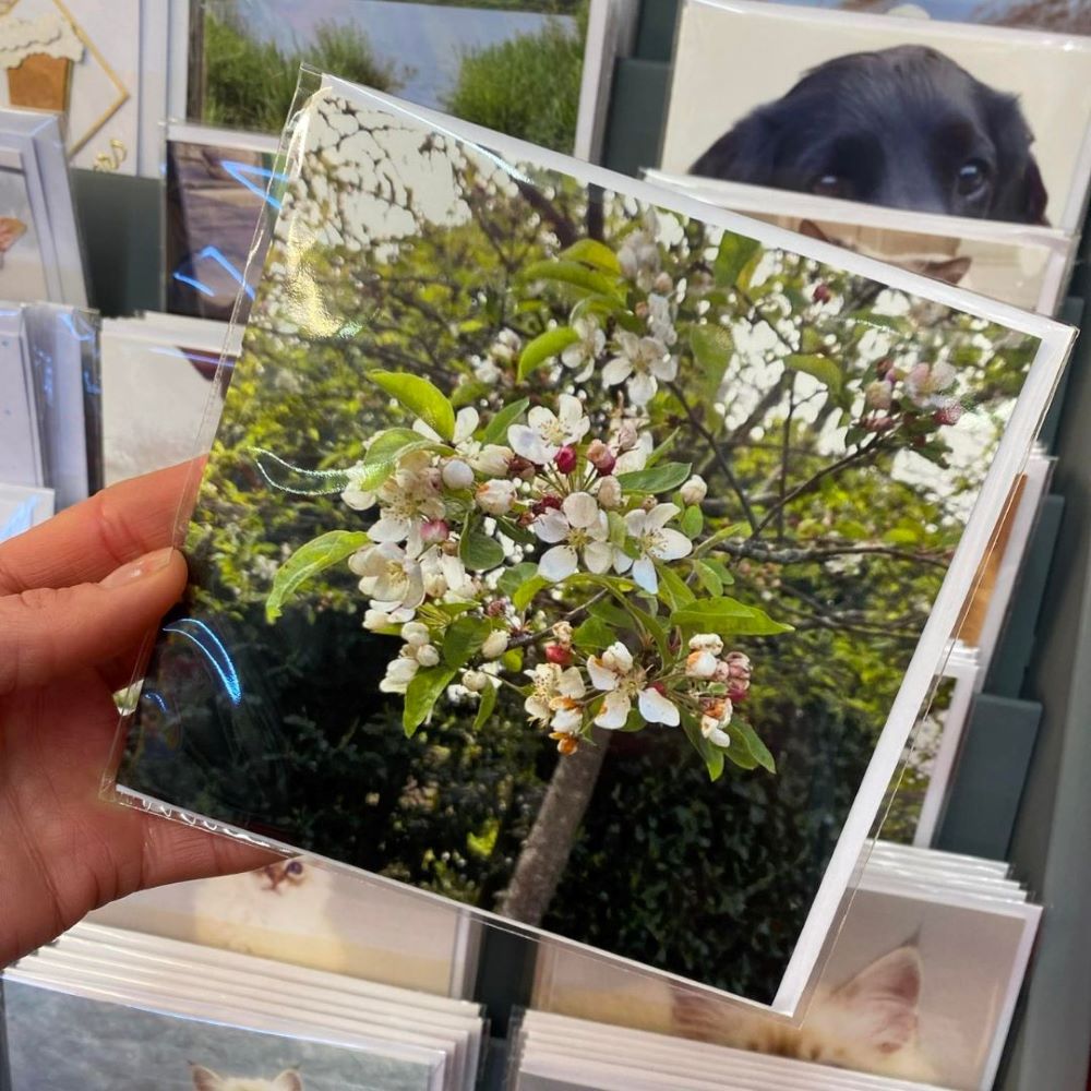 beautiful flower birthday cards