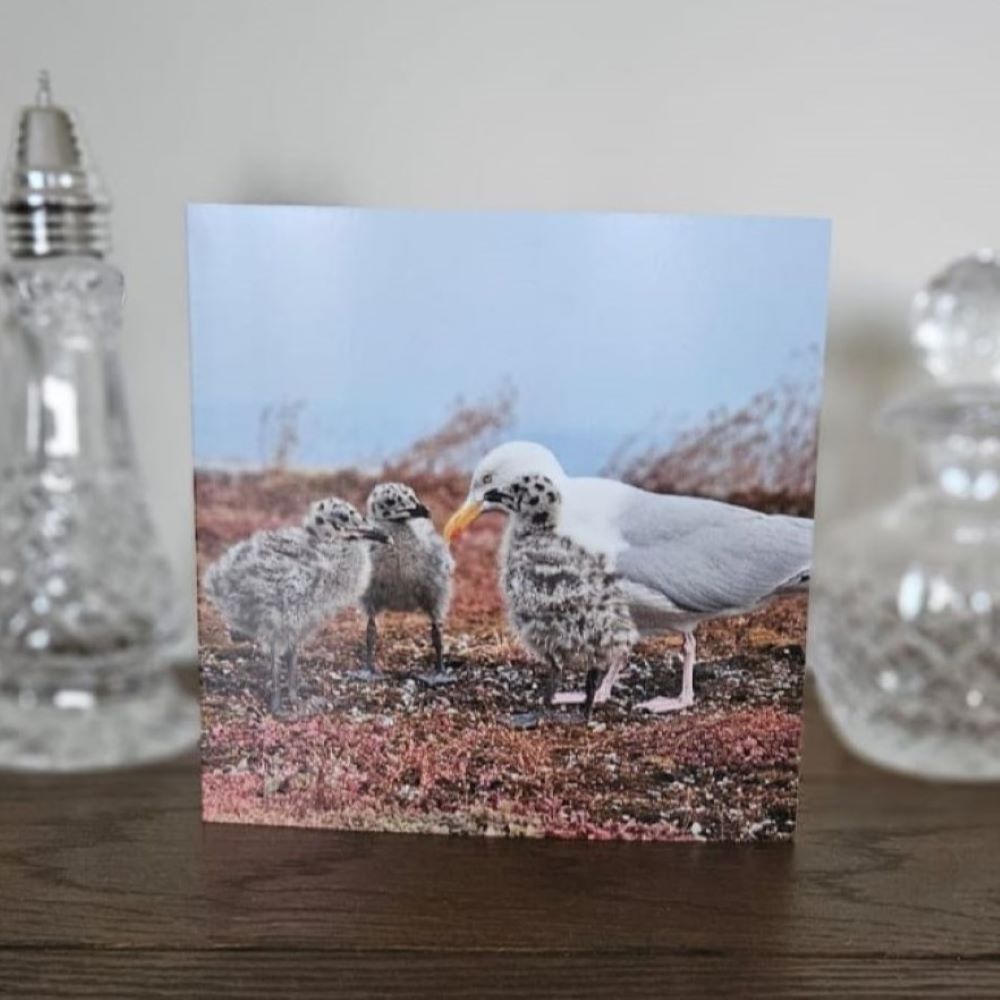 bird-birthday-cards