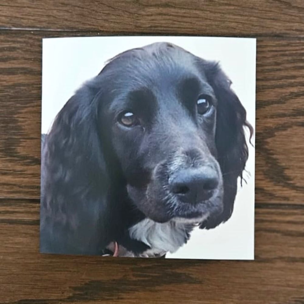 dog-thank-you-cards