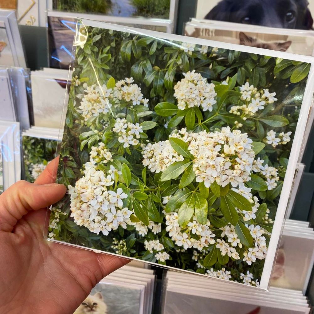beautiful flower birthday cards