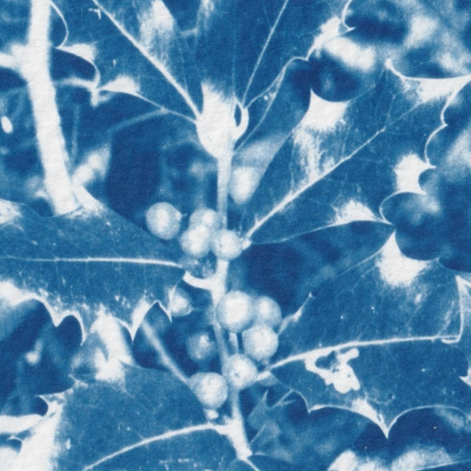 december-birthmonth-flower