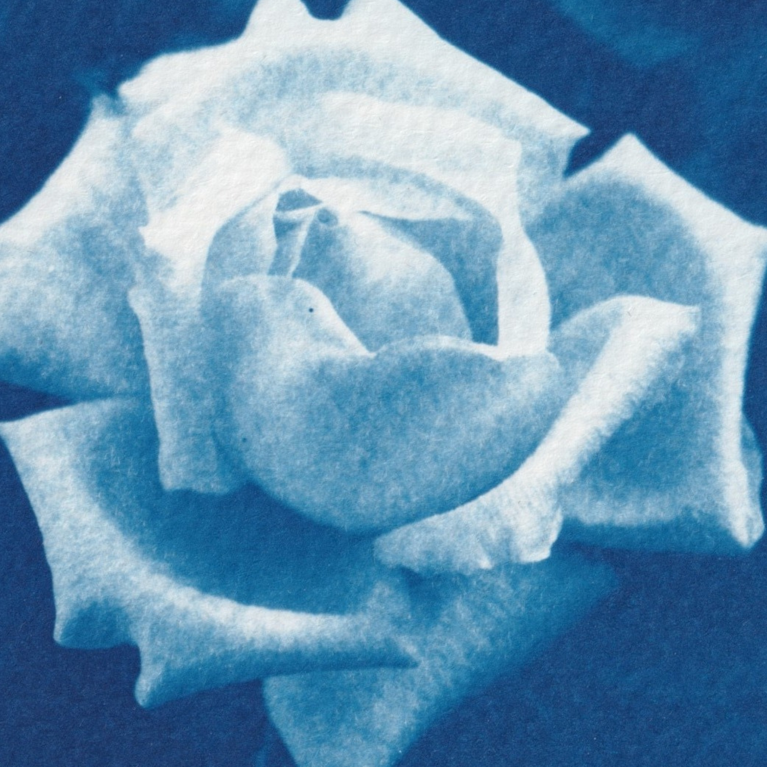 june-birth-flower