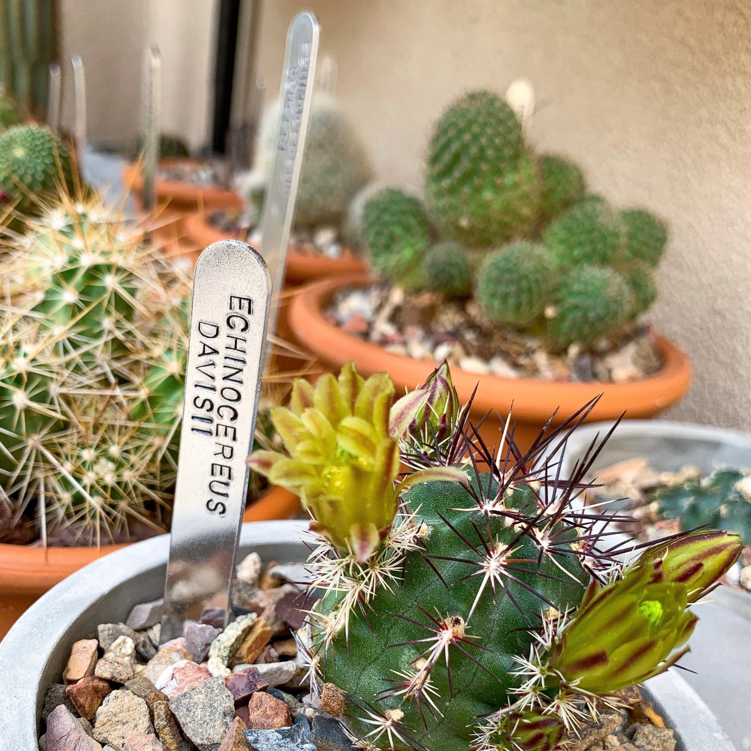 Personalised Cactus Labels - Metal Cactus Labels – Beautifully Handmade UK