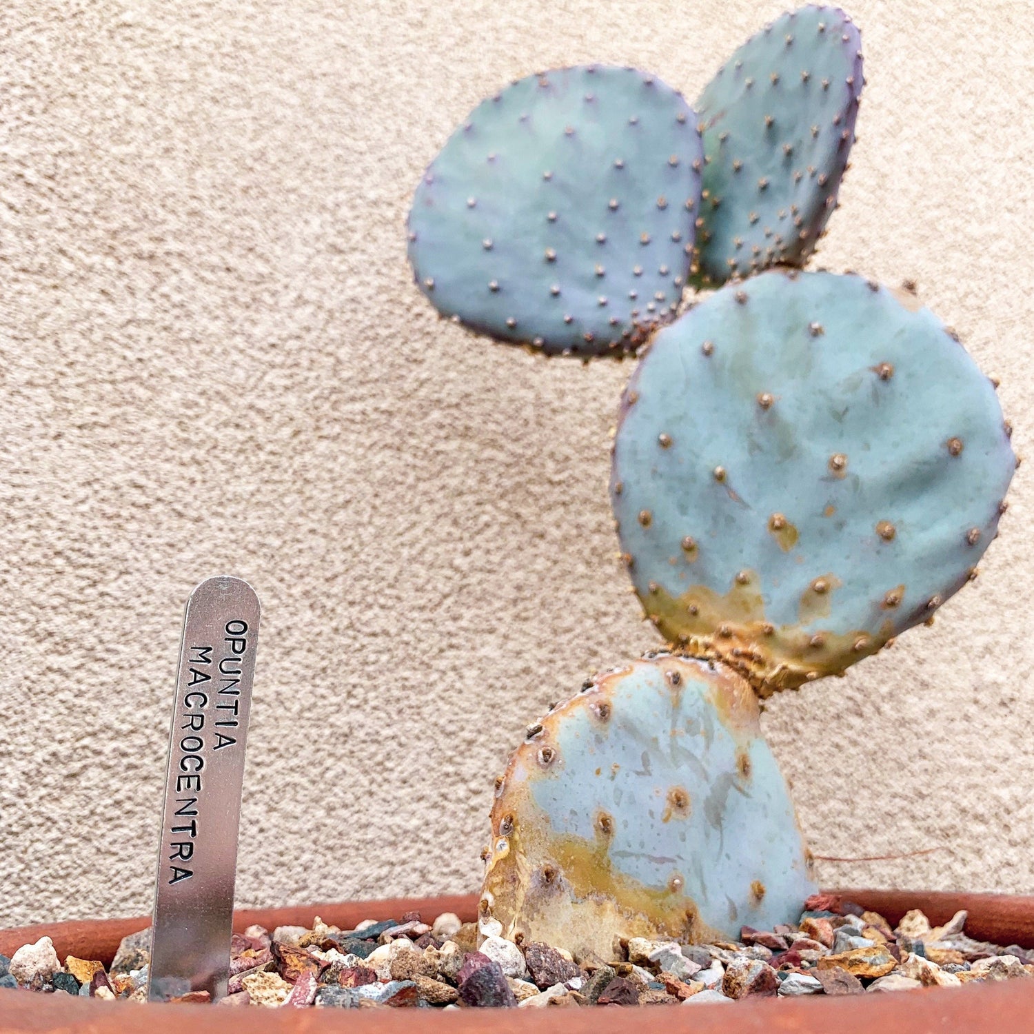 Personalised Cactus Labels - Metal Cactus Labels – Beautifully Handmade UK