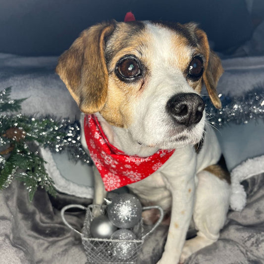 Image showing cute dog wearing a snowflake handmade dog bandana