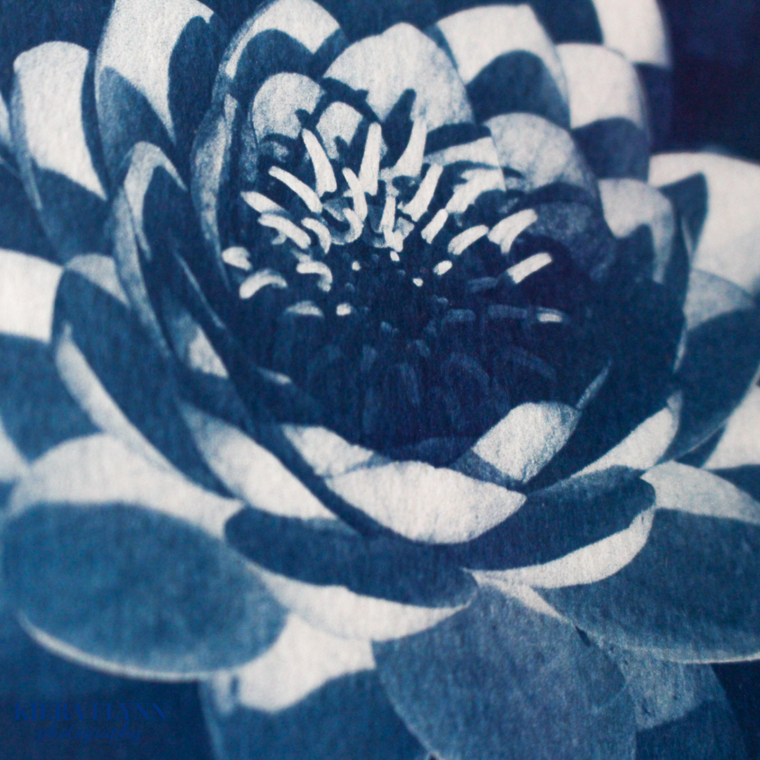 waterlily-art