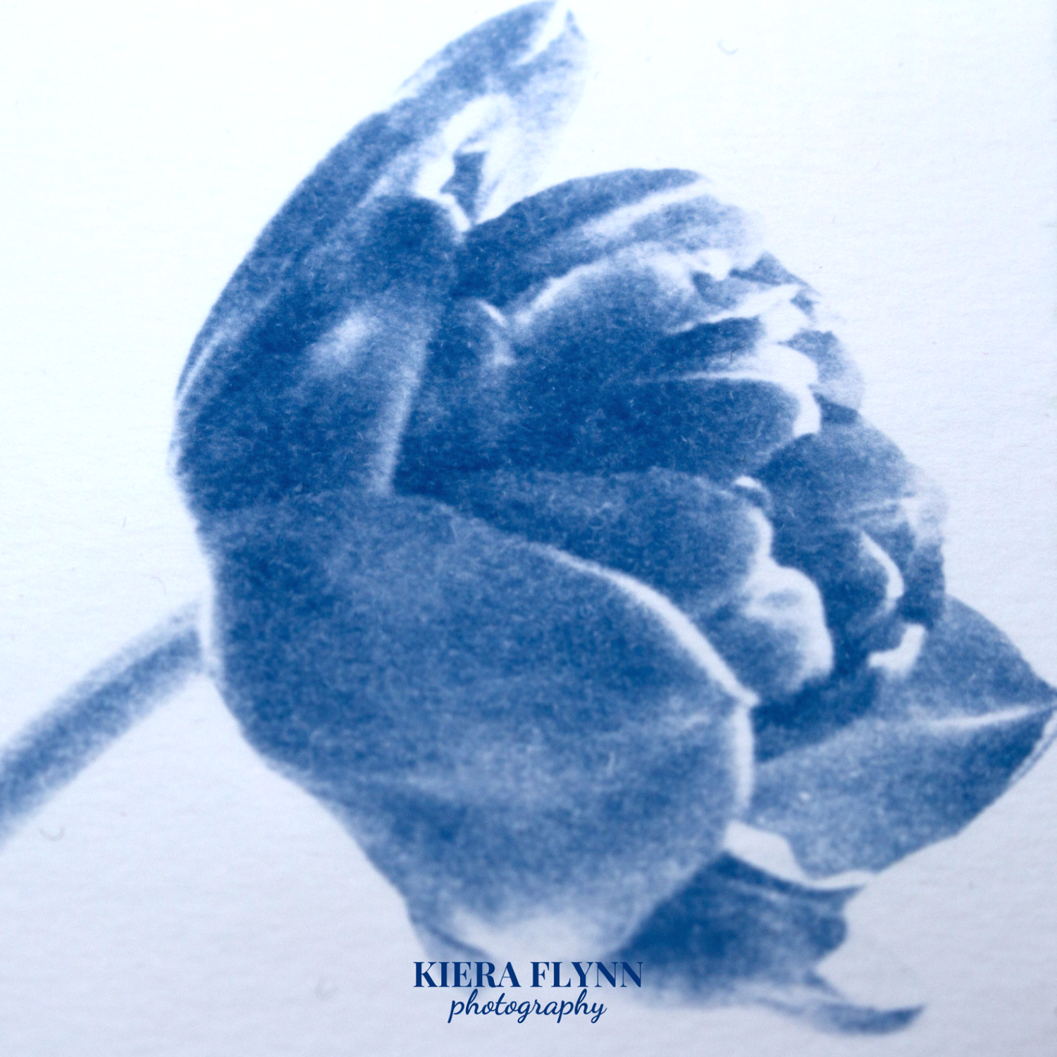 tulip-art