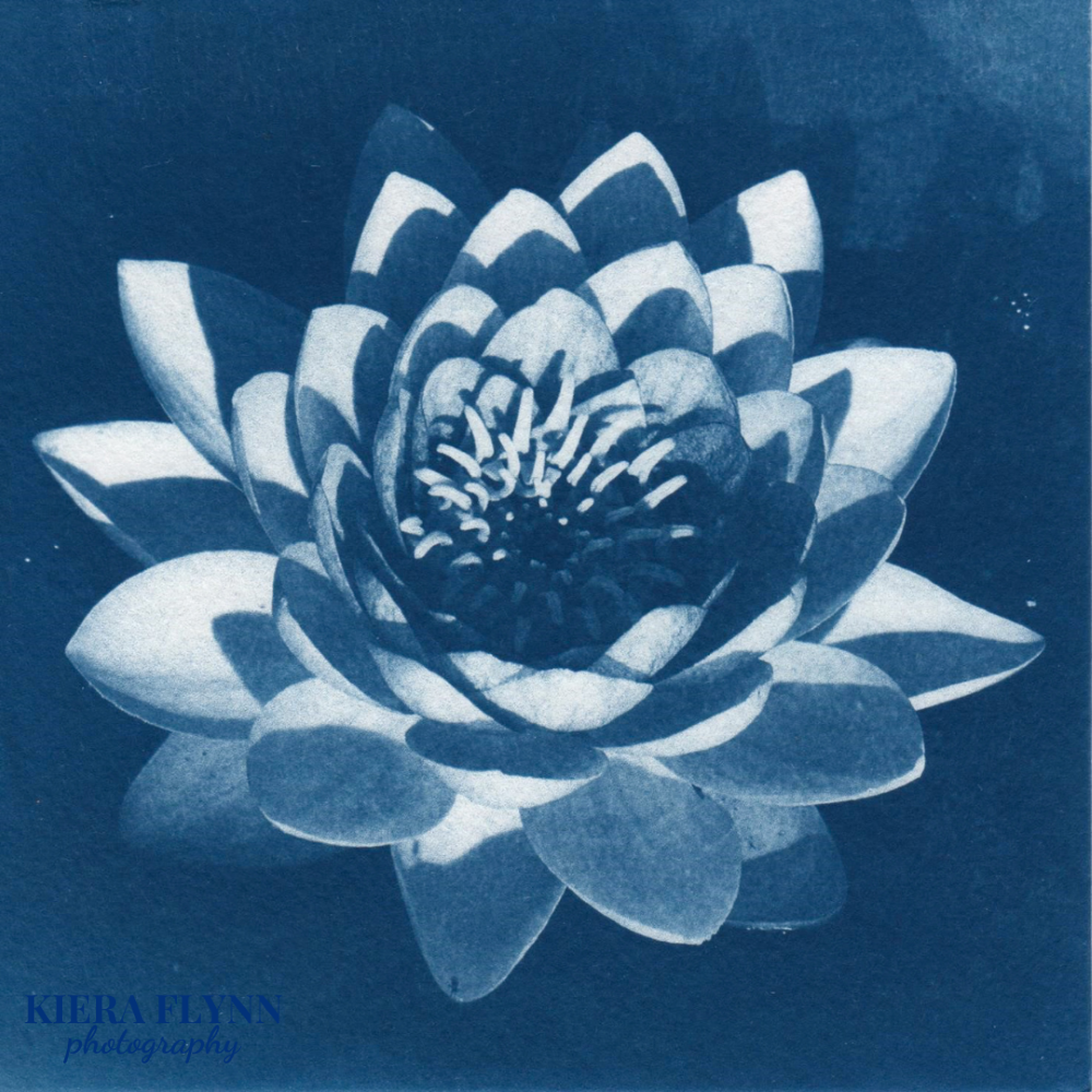 waterlily-art