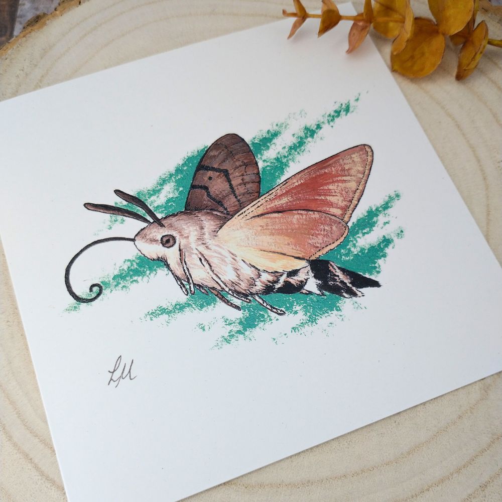 hummingbird-hawk-moth