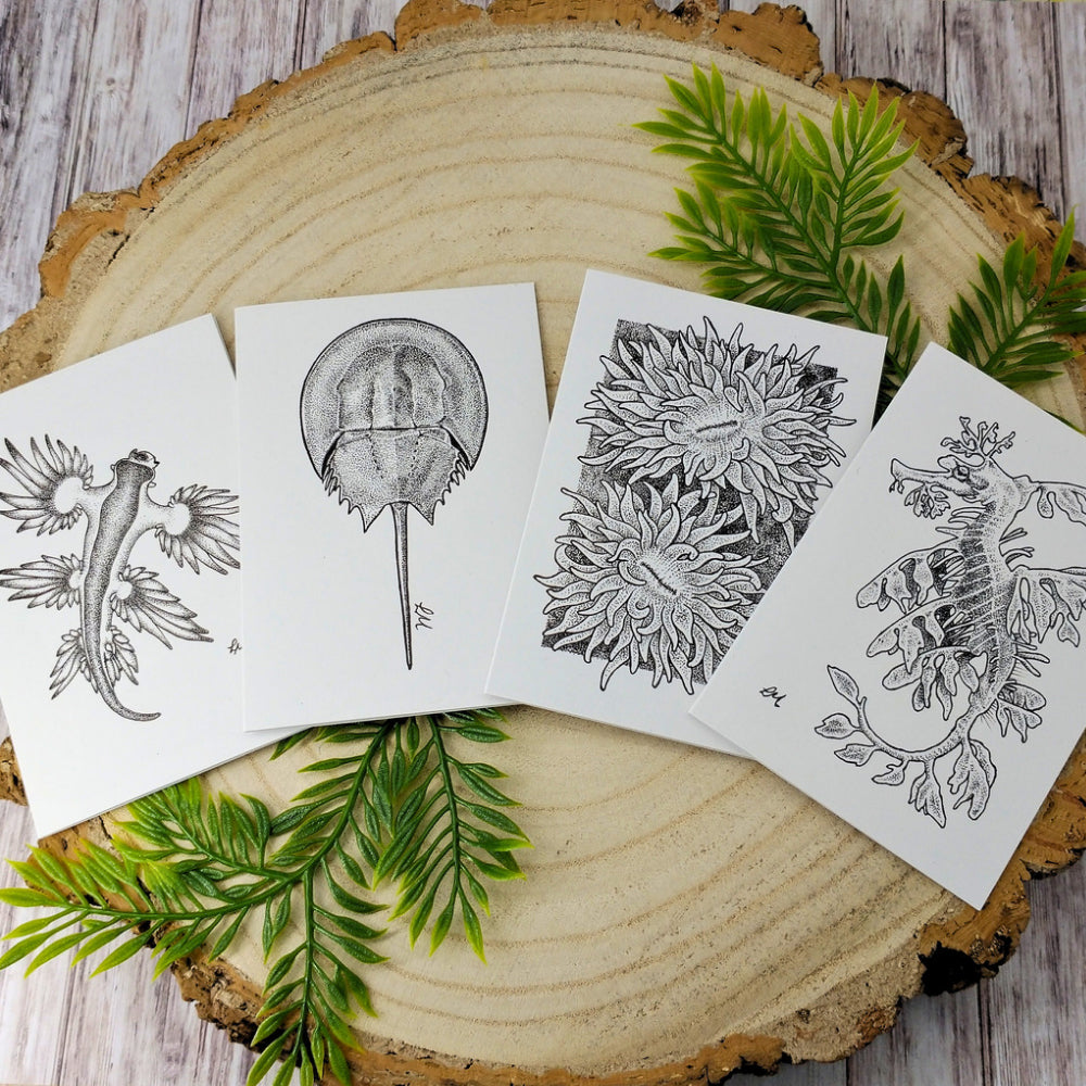 marine-creatures-cards