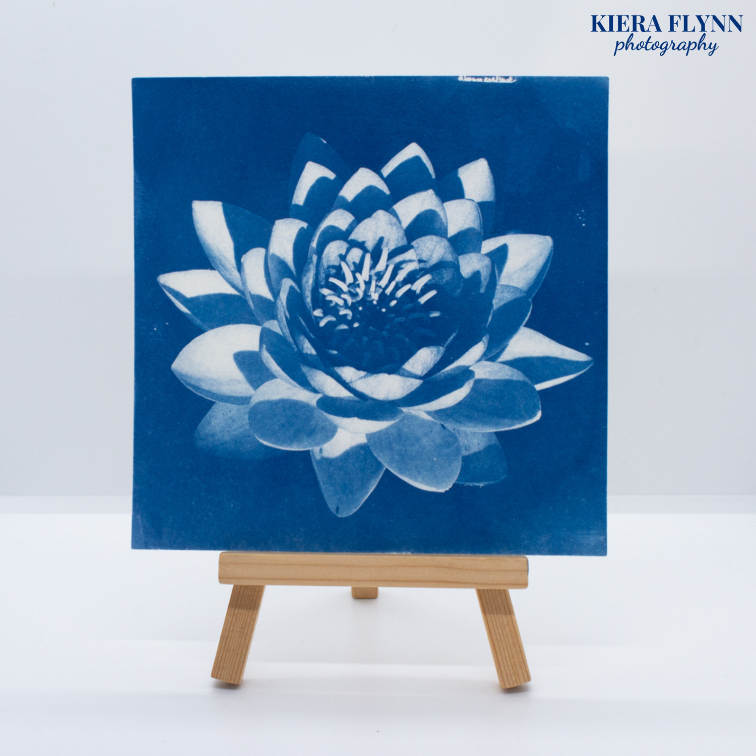 waterlily-art