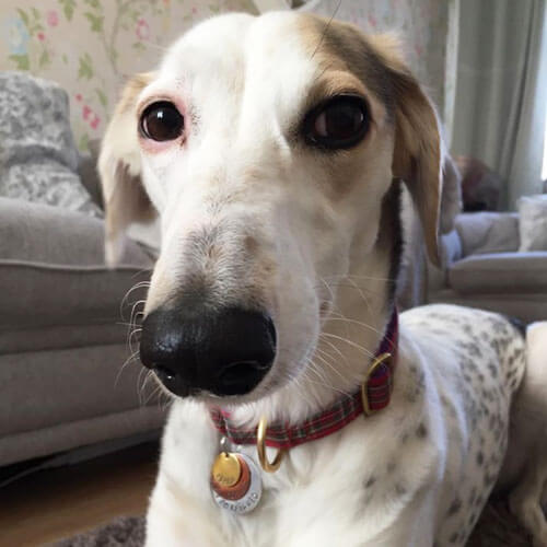 personalised-dog-tag