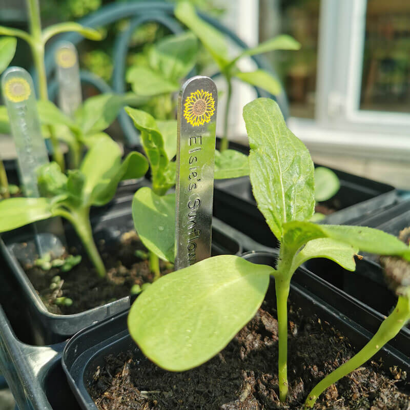 personalised-sunflower-labels
