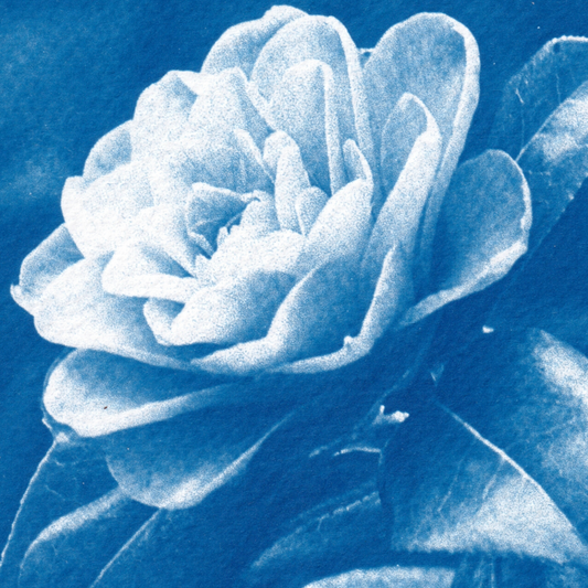 cyanotype-prints