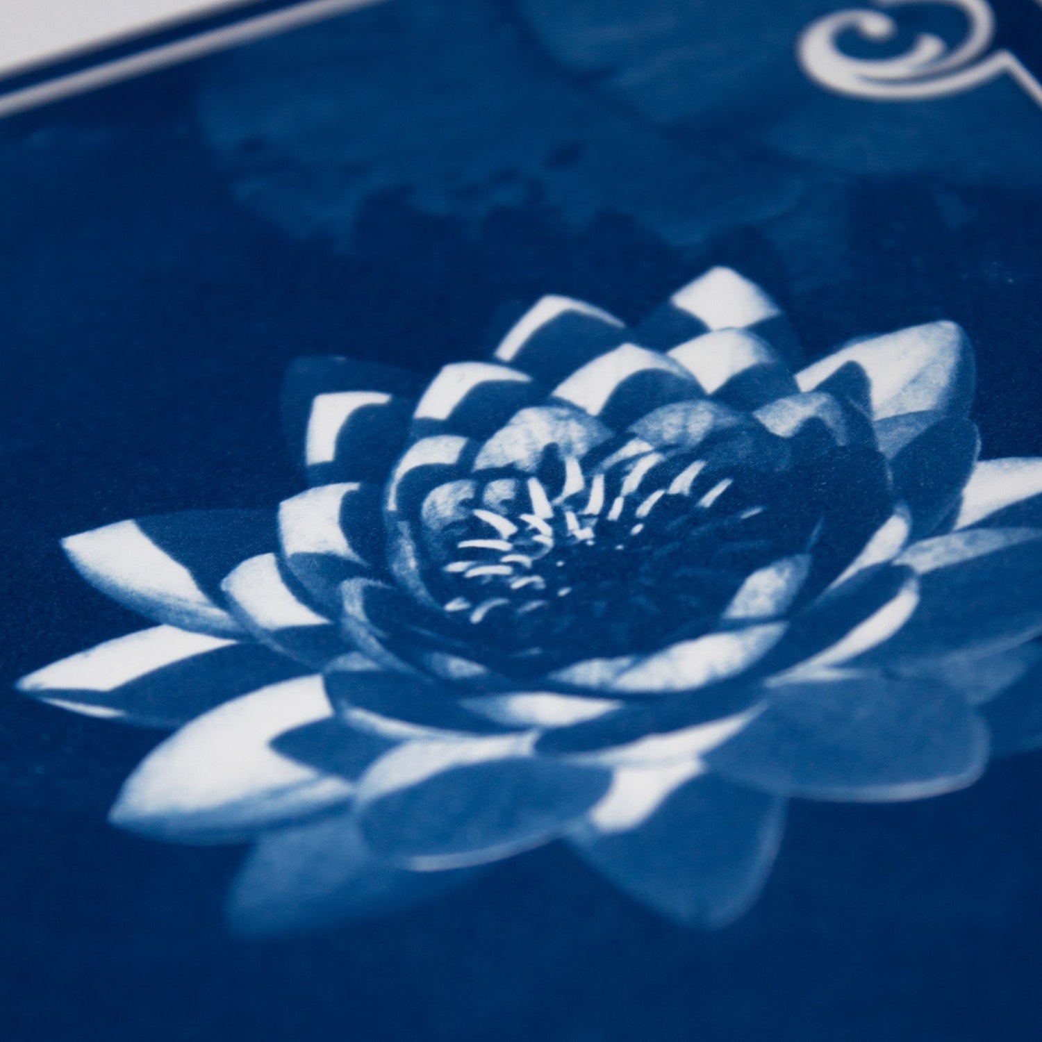 july-birth-flower