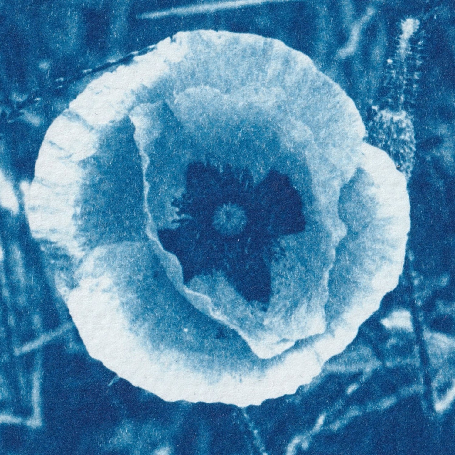 poppy-photography