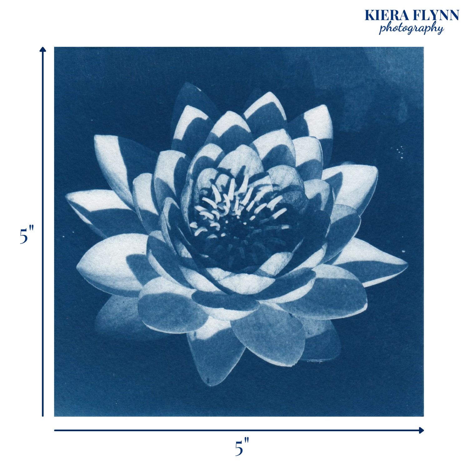 waterlily-art