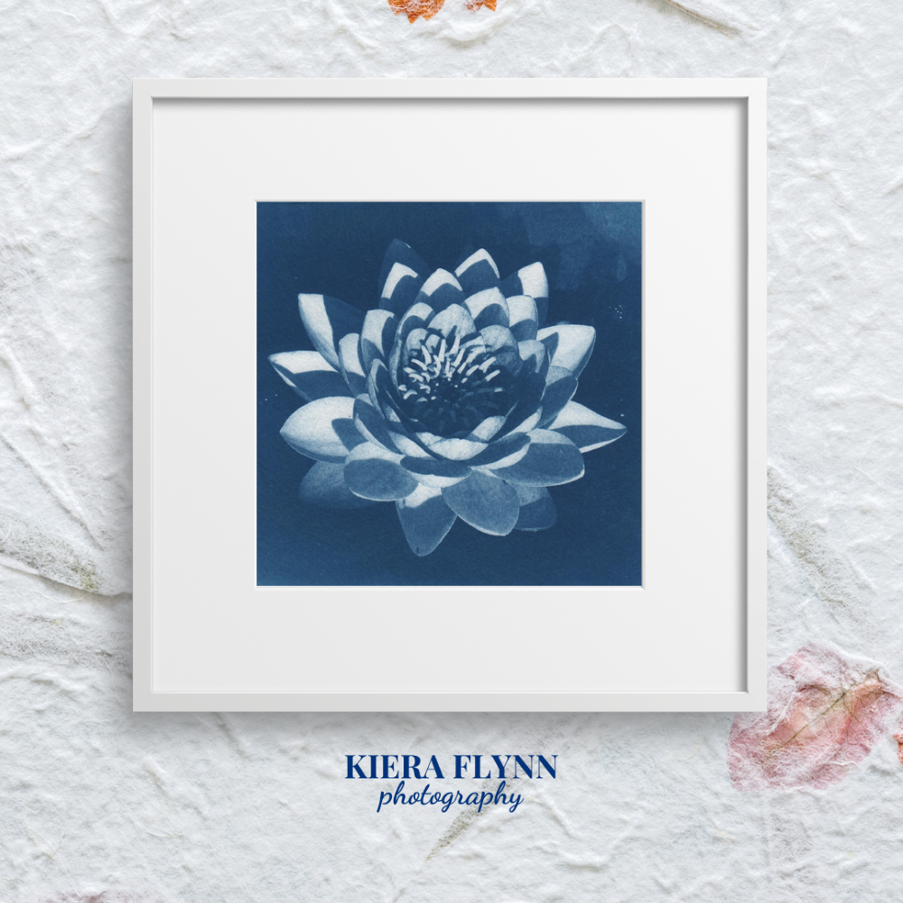 waterlily-art