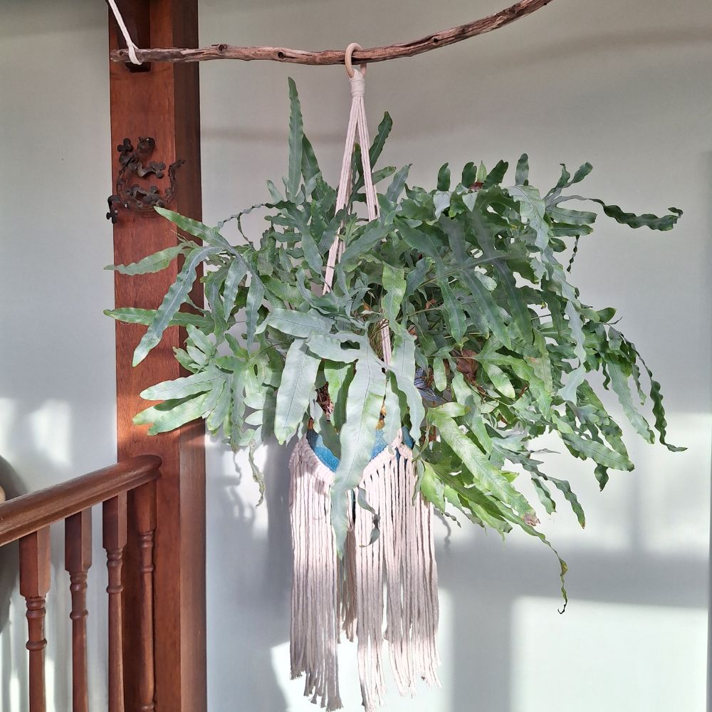 Handmade Macrame Plant Hanger – Christmas Gift for Her